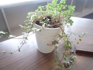 th_2016-02-12 14.19.48